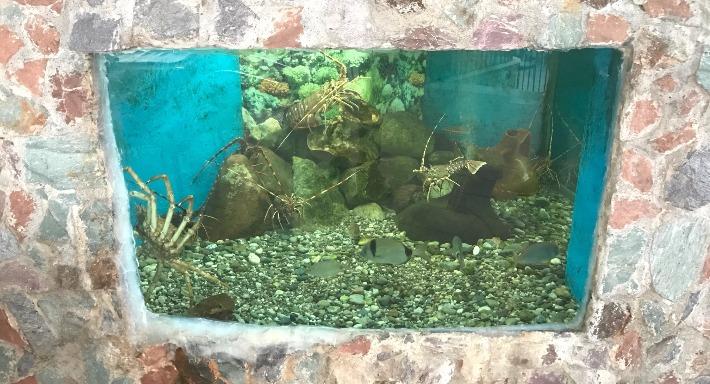 Ristorante Il Delfino photo 4