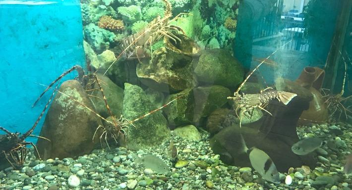 Ristorante Il Delfino photo 2