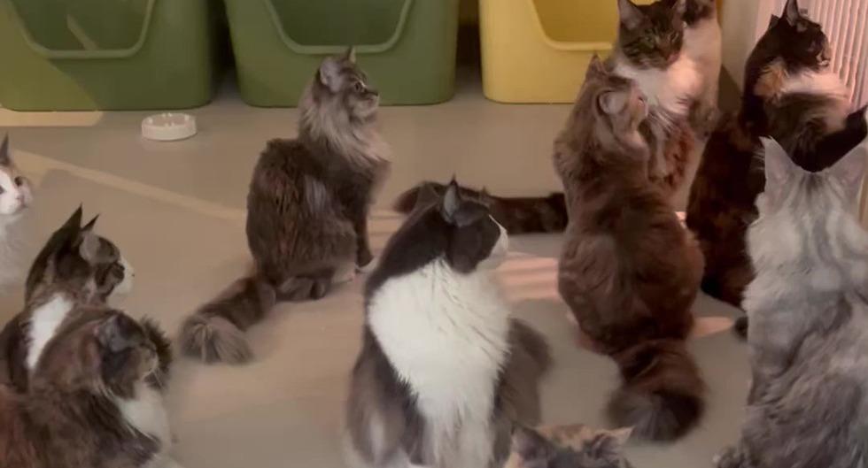 The Cat Experience | TSV photo 2