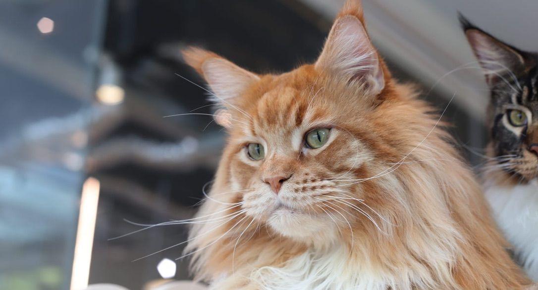 The Cat Experience | TSV photo 3