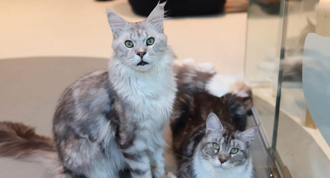 The Cat Experience | TSV photo 4