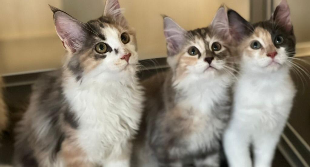 The Cat Experience | TSV