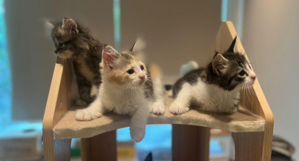 The Cat Experience | TSV photo 5