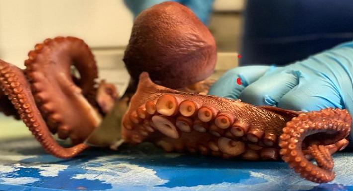 Ristopescheria da mare photo 3