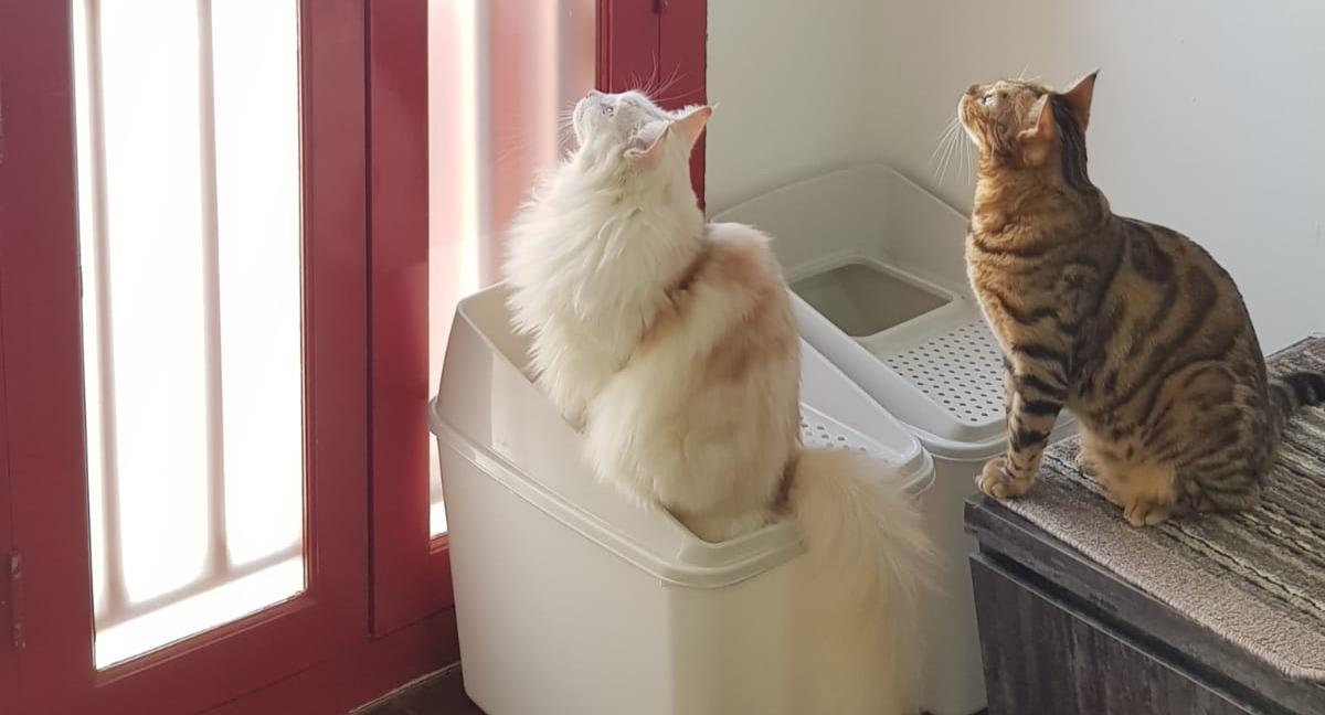 Catopia Singapore: Art Jamming x Retail x Cat Hotel photo 4