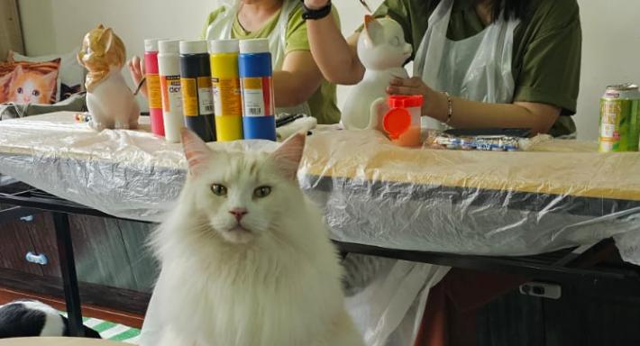 Catopia Singapore: Art Jamming x Retail x Cat Hotel photo 2