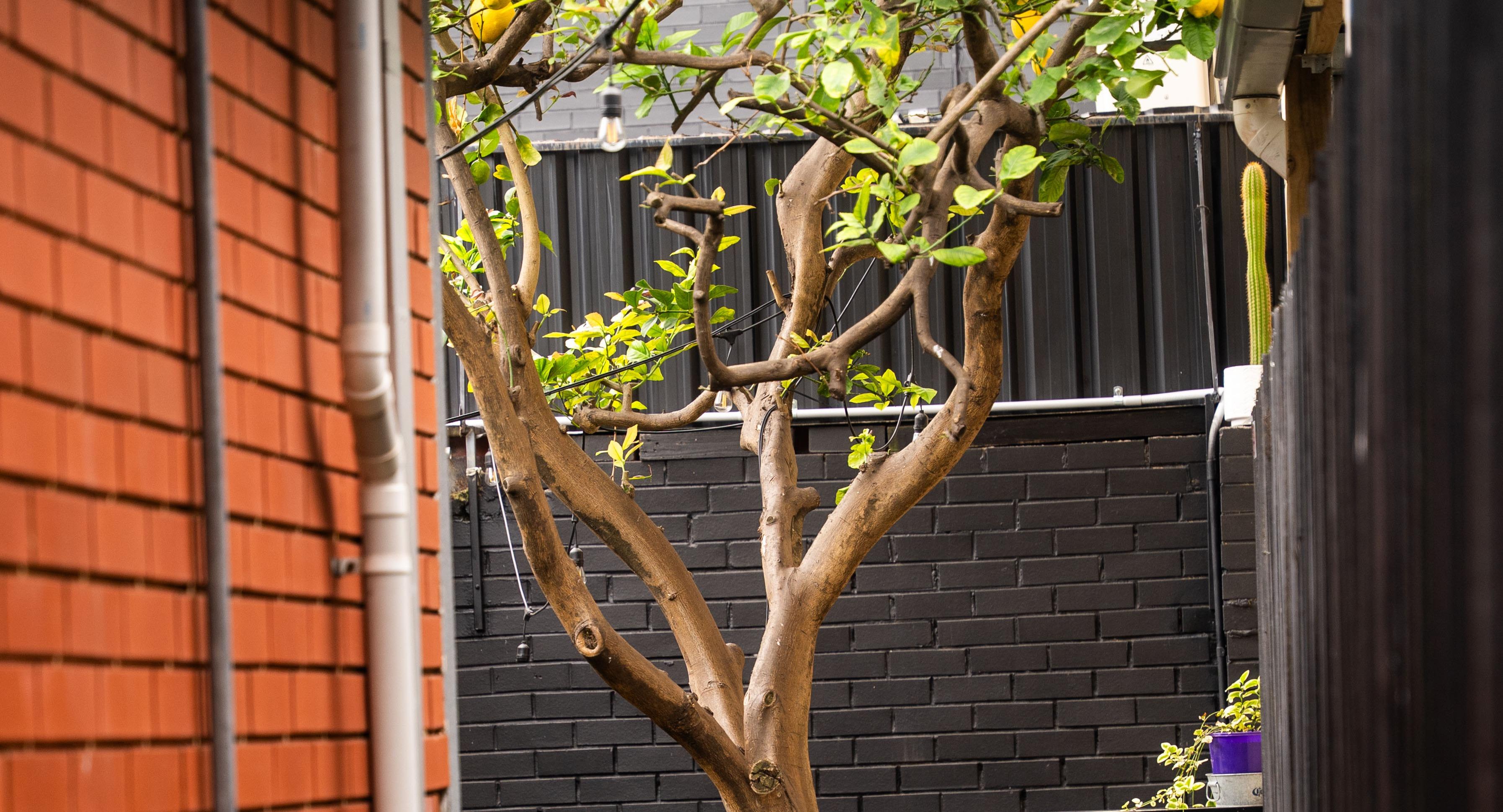 Green Tree Cafe photo 2