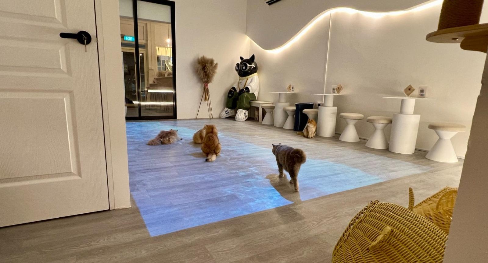 Gem Cat Cafe photo 2